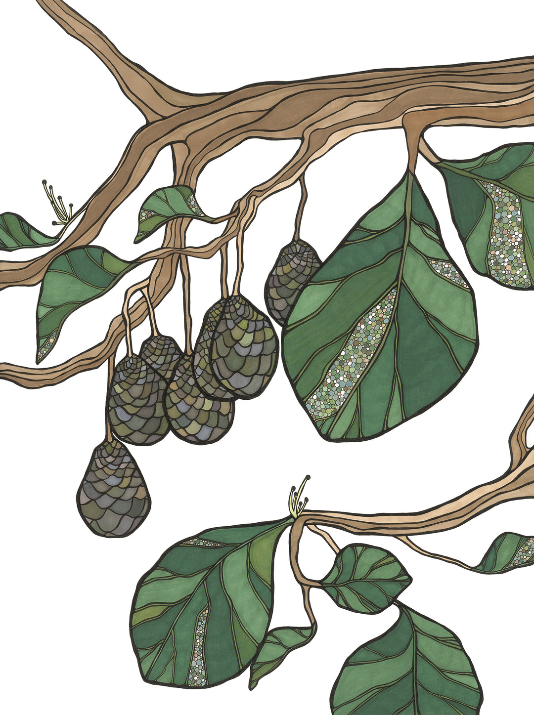 California II Avocado