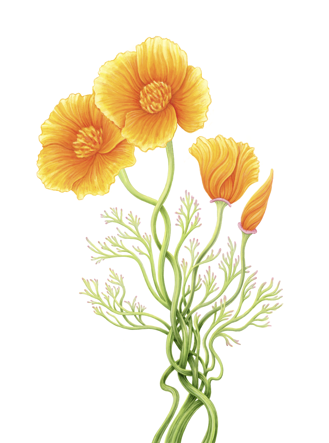 California Poppy