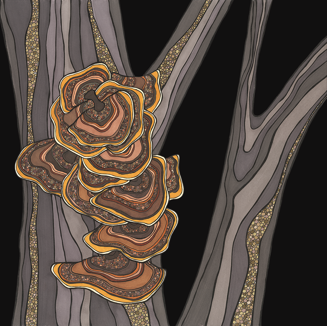 Mushroom 2 - Turkey Tail