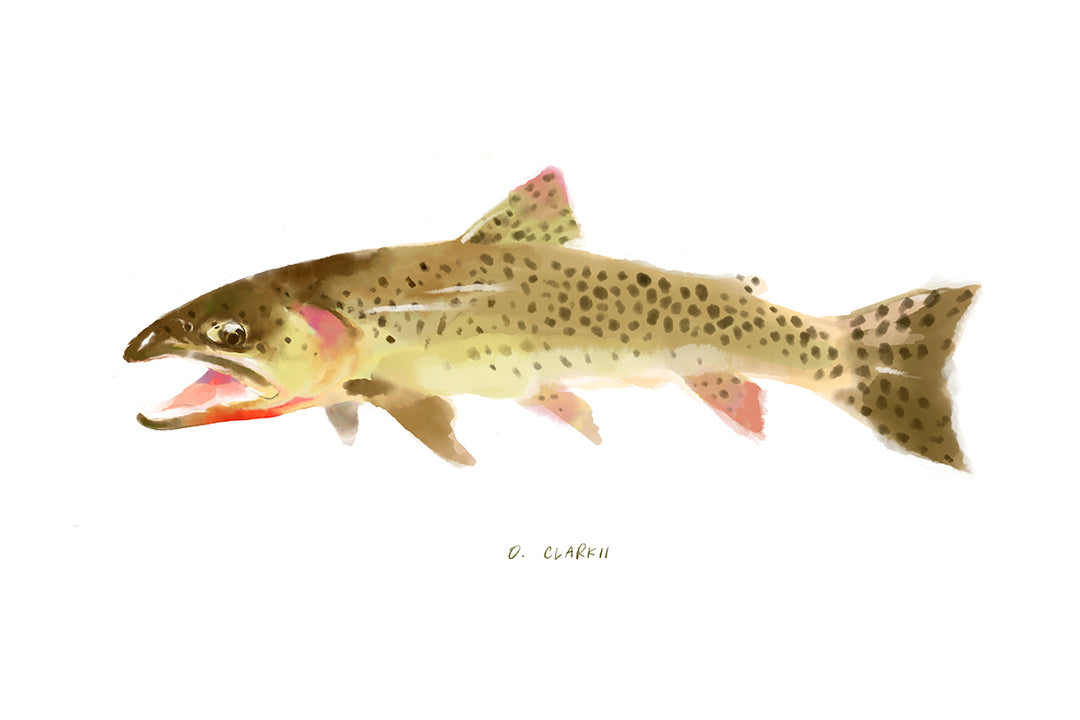 Cutthroat Trout (Oncorhynchus Clarkii)