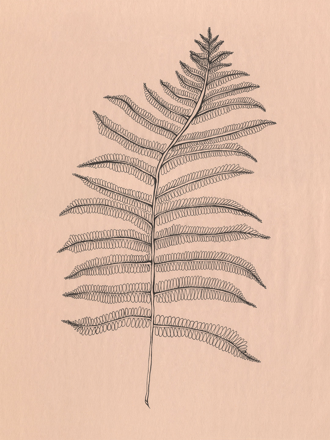 Fern