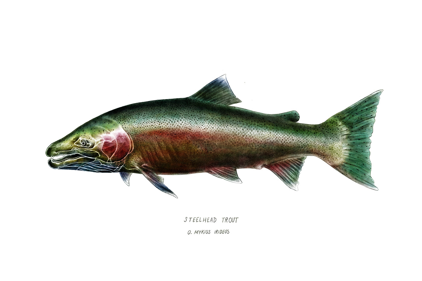 Steelthroat Trout (O. Mykiss Irideus)