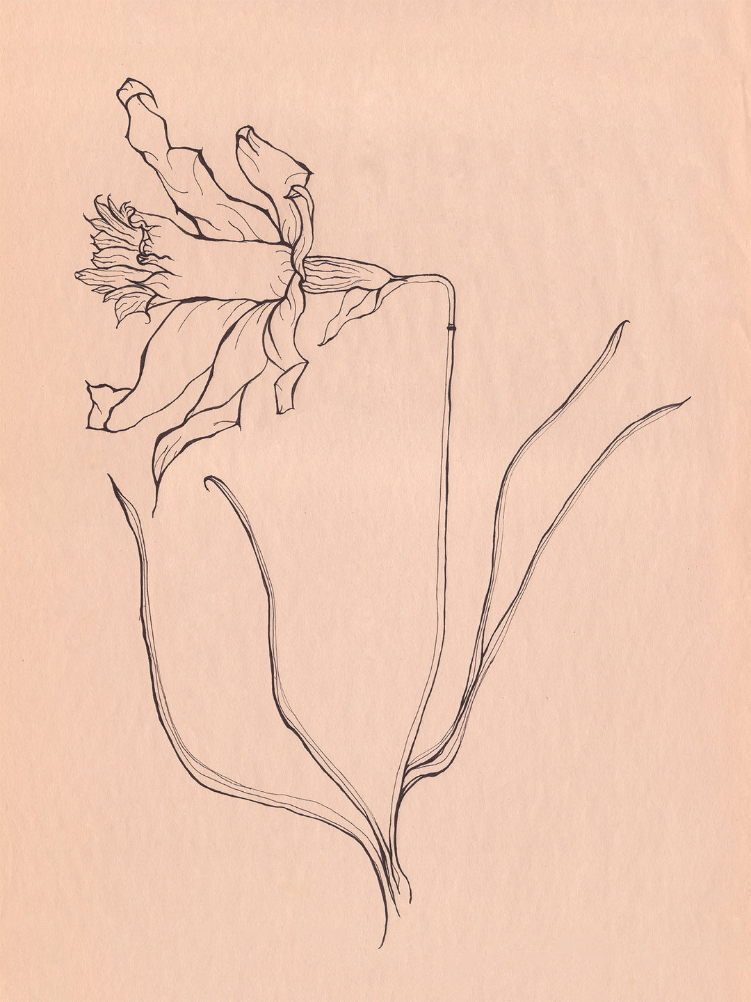 Daffodil