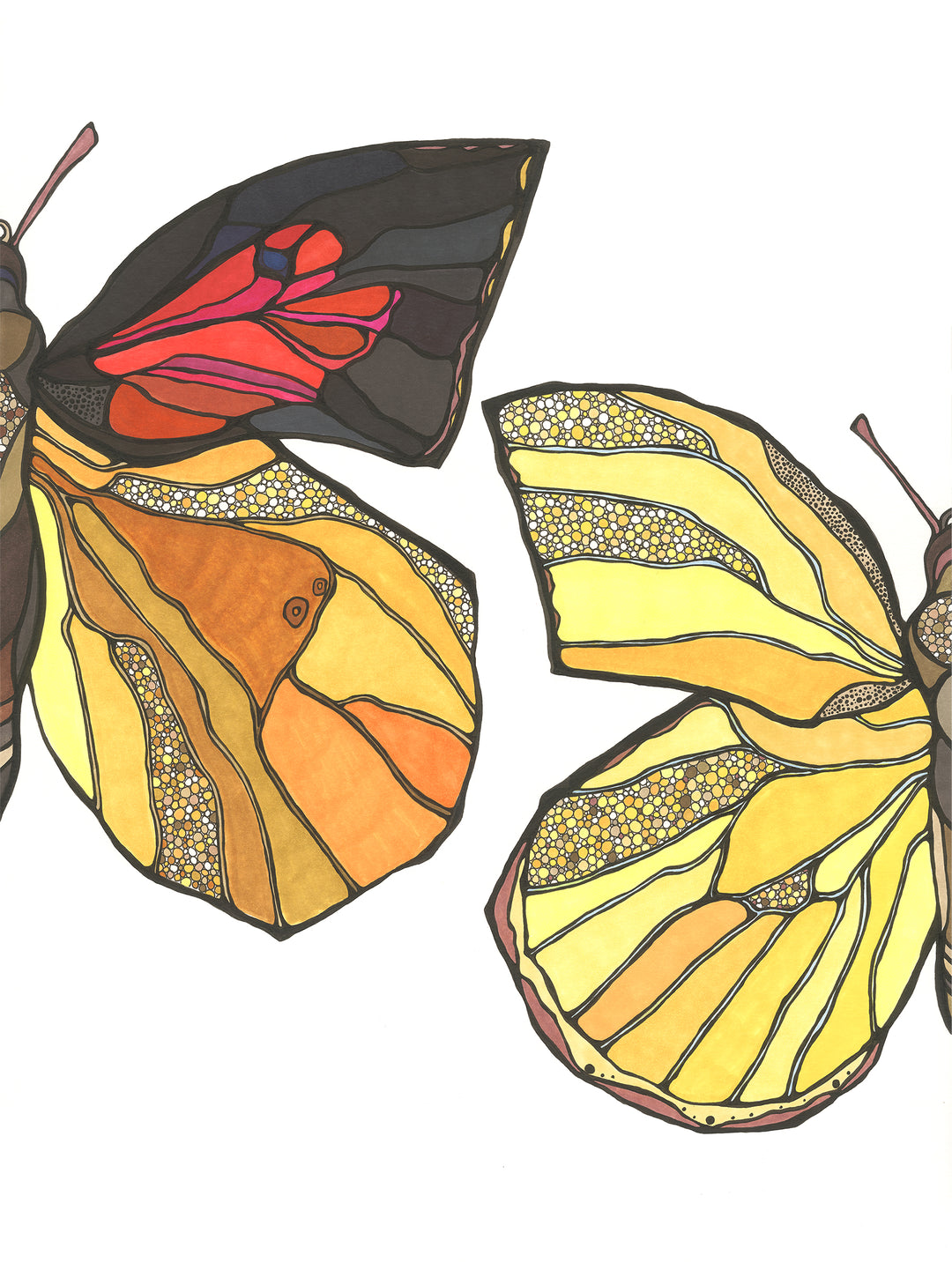 California Dogface Butterfly