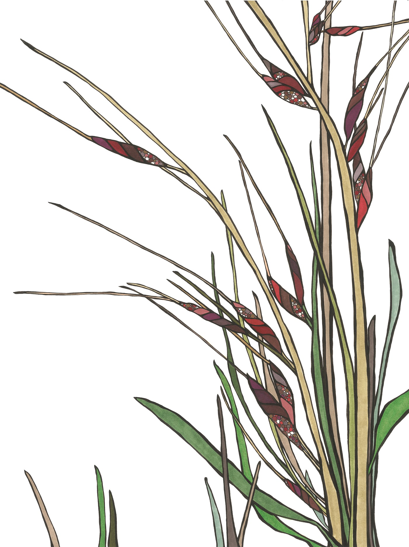 California Purple Needle Grass