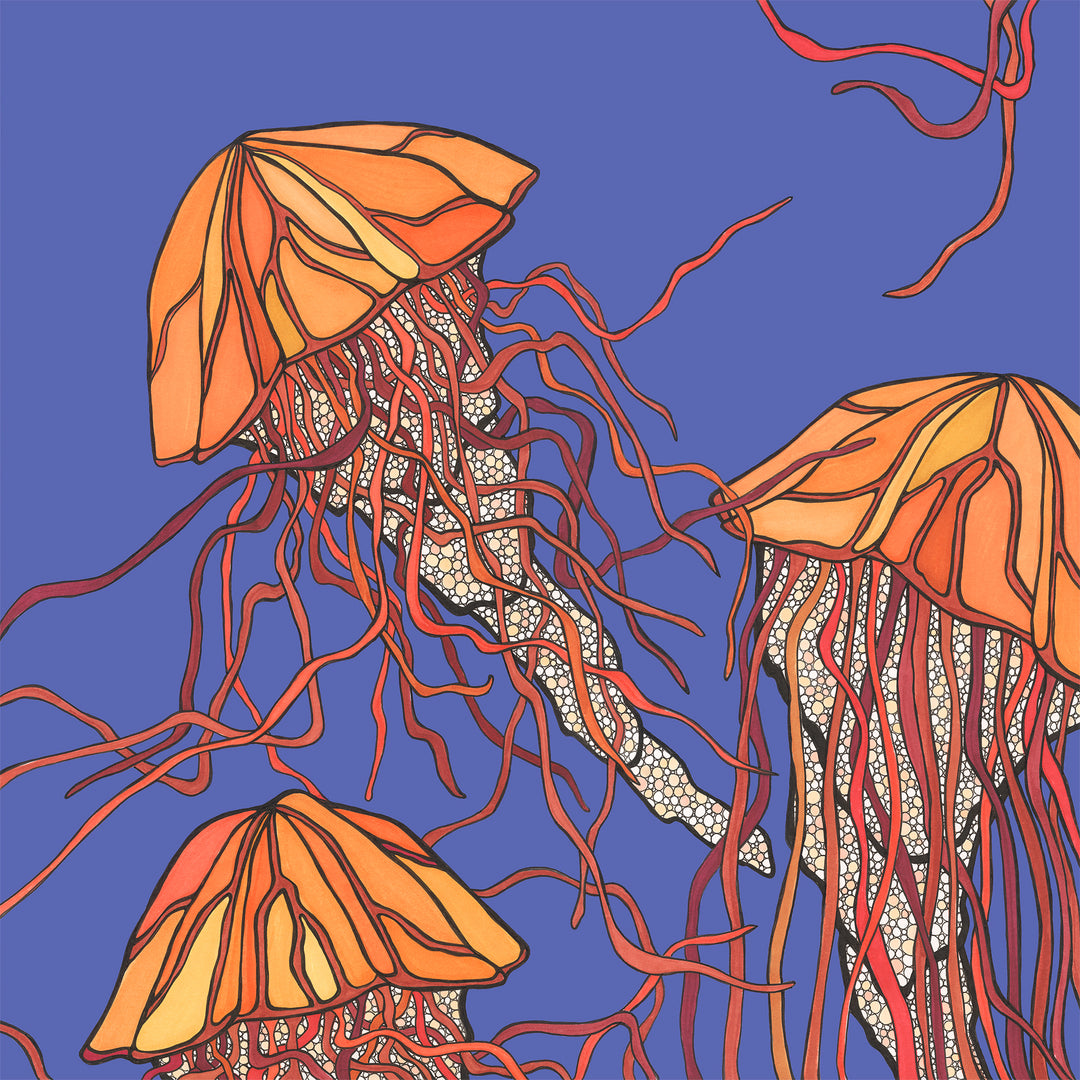 Monterey Jellyfish