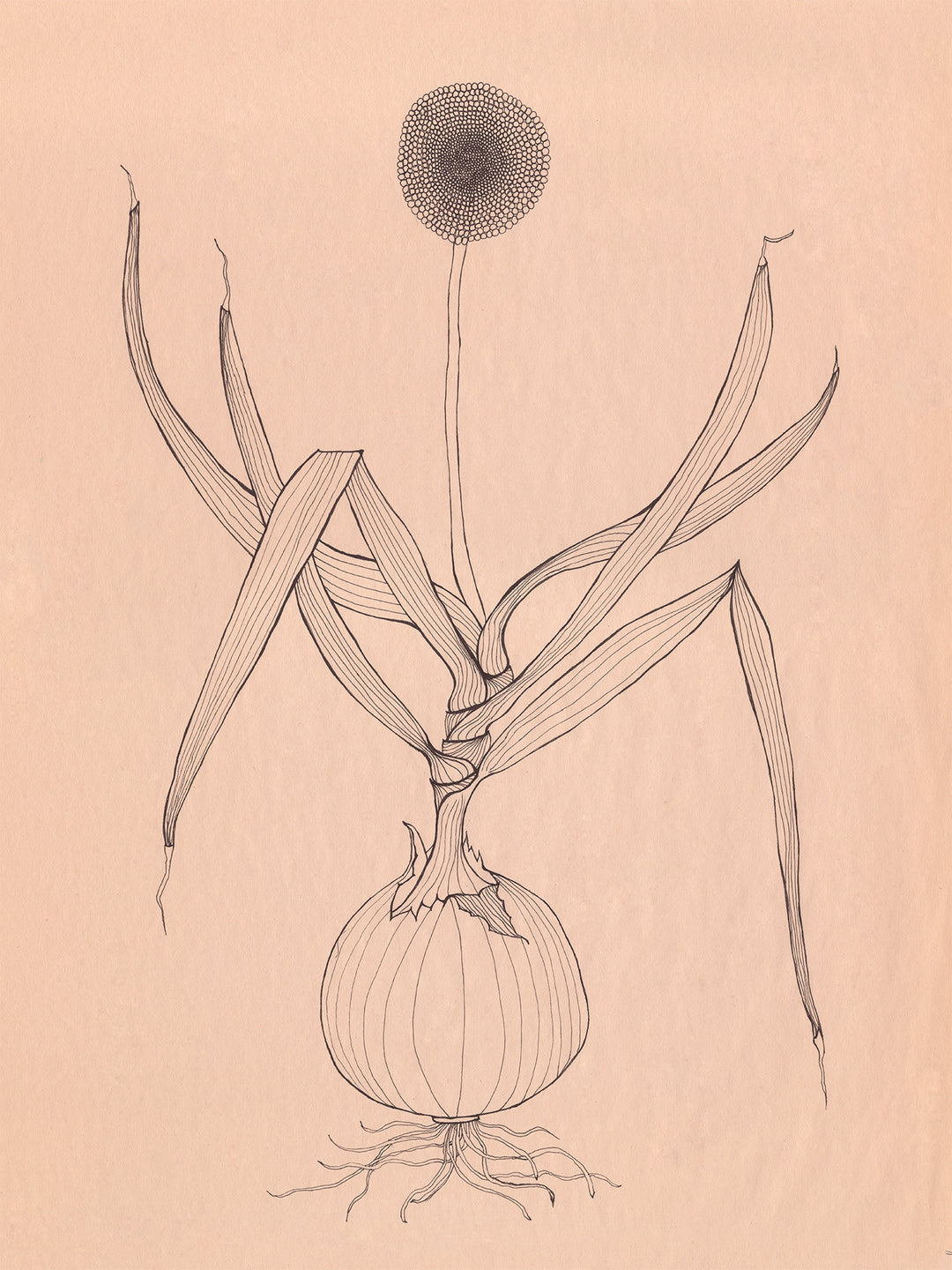 Onion