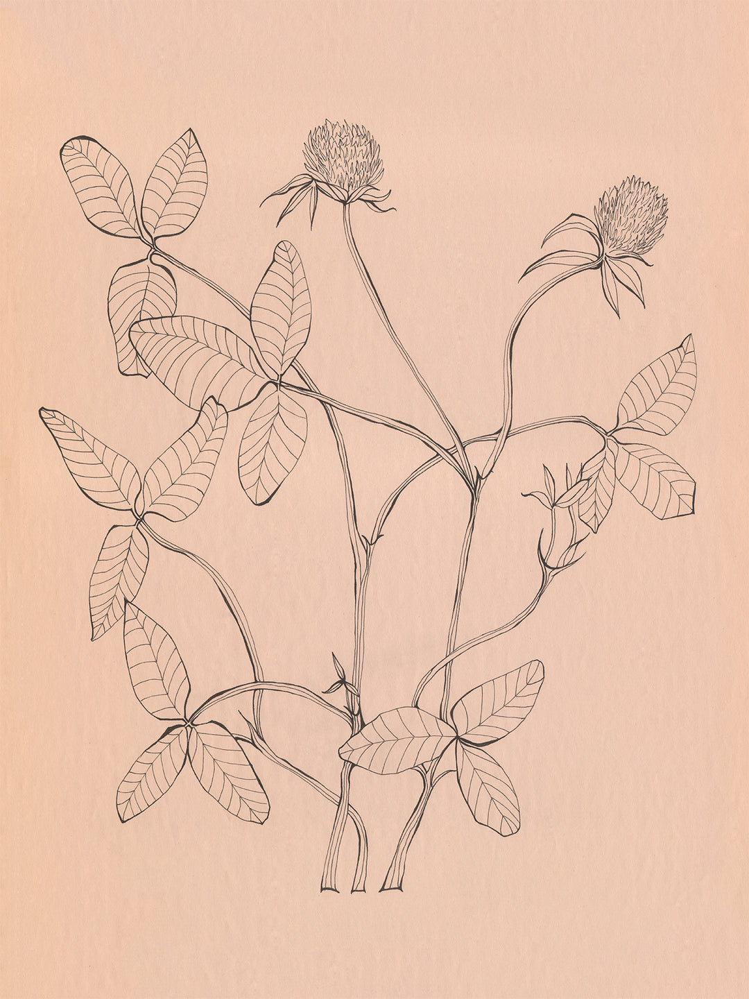 Red Clover