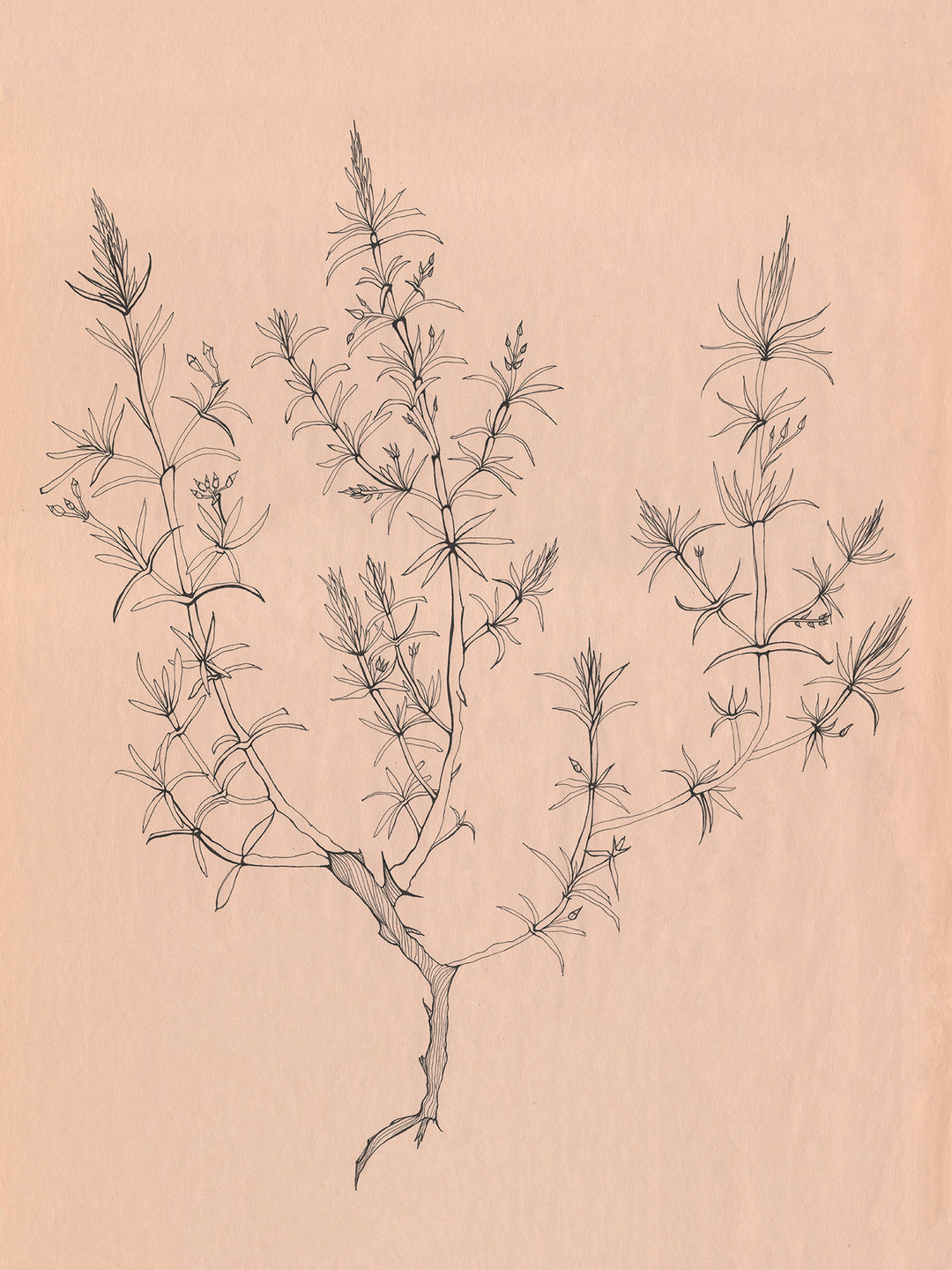 Rosemary