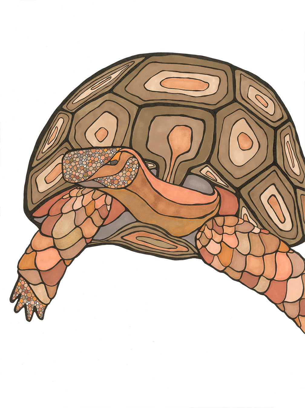 California II Desert Tortoise