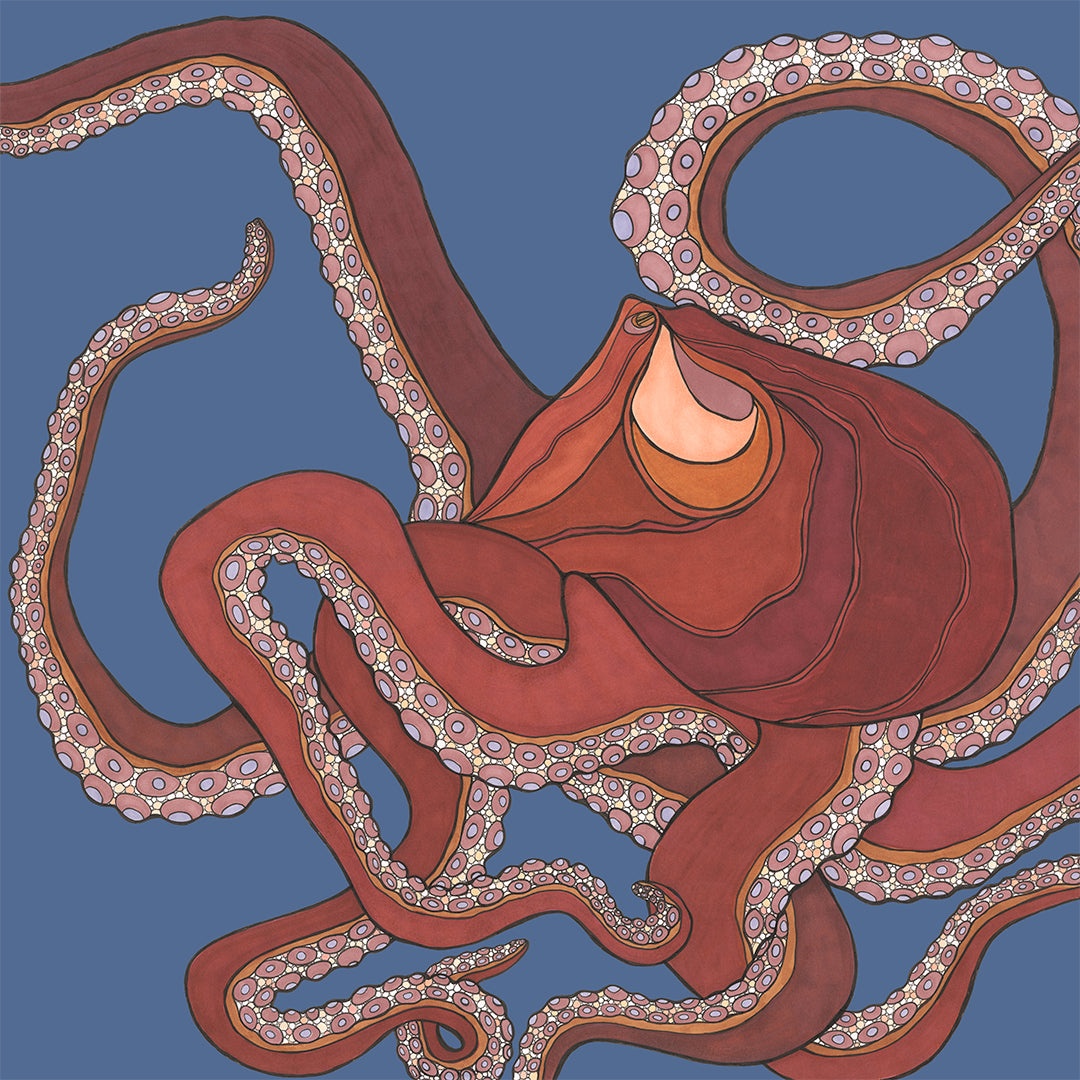 Monterey Octopus